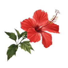 Hibiscus